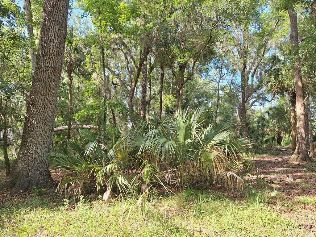 00 NW 50TH AVE, CHIEFLAND, FL 32626, photo 1 of 12